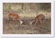 03LakeManyara - 22 * Young male Impala play at dueling.